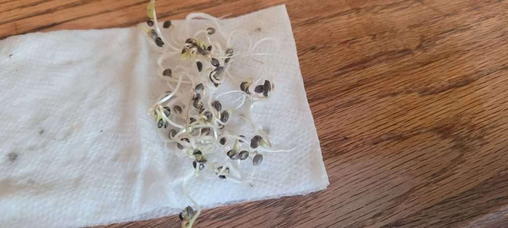 cannabis Seeds Sprout