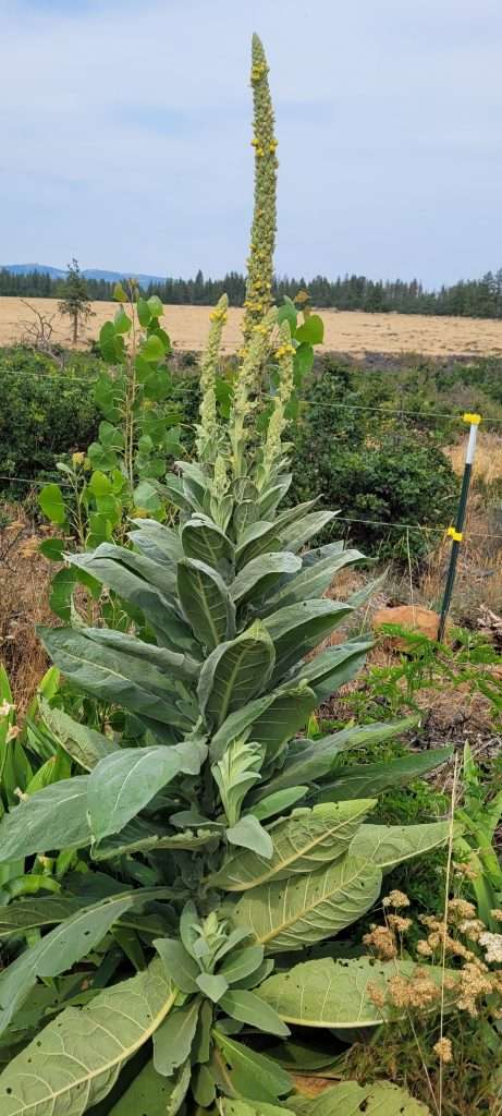 Mullein