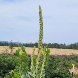 Mullein