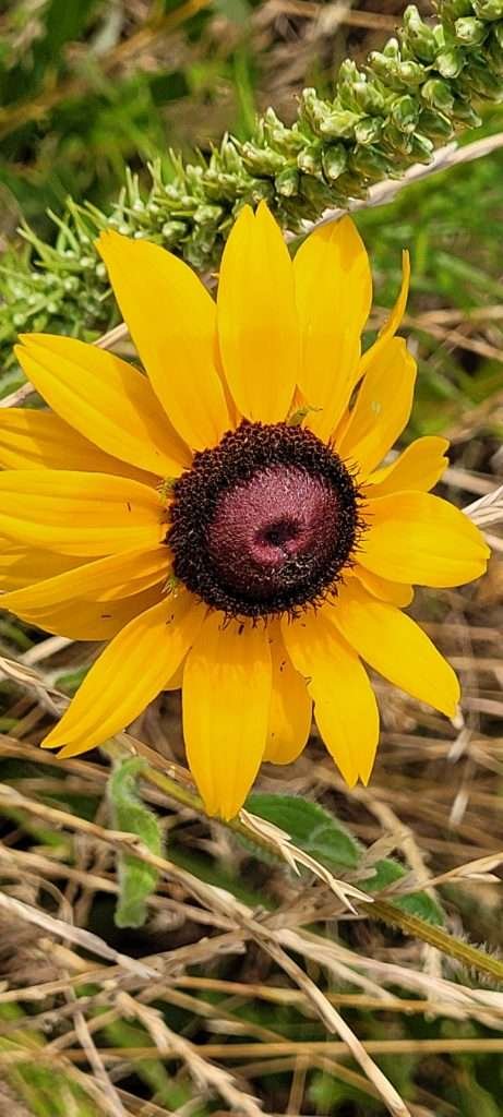 Sun flower companion plant