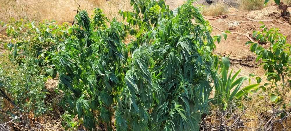 Wilting D'Qar Cannabis