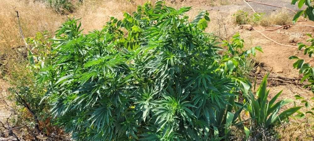 D'Qar Cannabis Plants