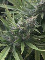 Free Cannabis Seeds