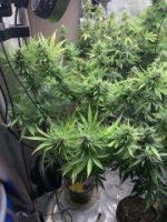 Blackberry Zittlez X Santa Marta