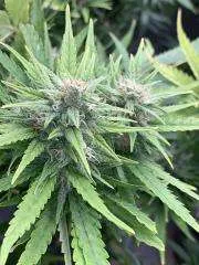 Sour 60 Auto