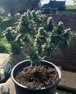 Auto flowering cannabis plants are great for indoor grows.