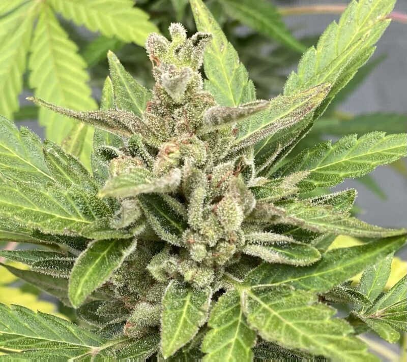 Cherry Cookies Auto Fem