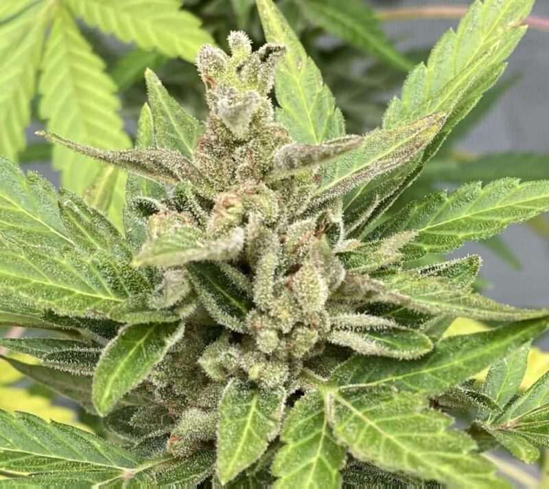 Cherry Cookies Auto Fem