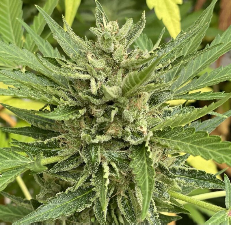 Cherry Cookies