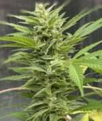 Cherry Cookies