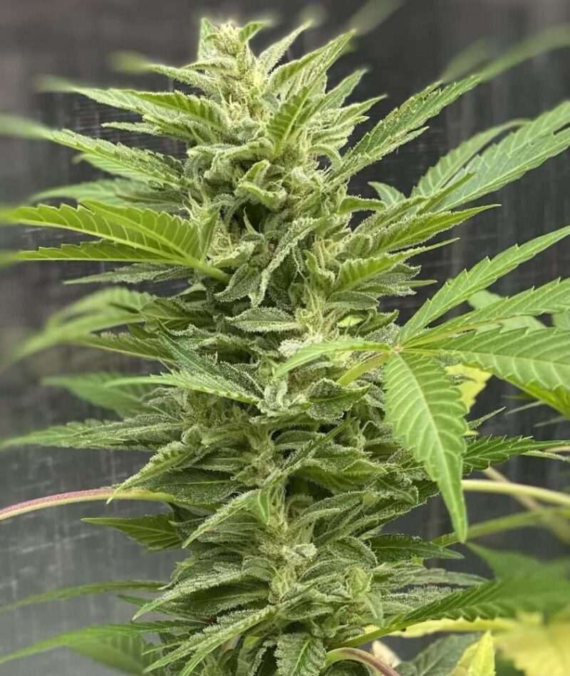 Cherry Cookies