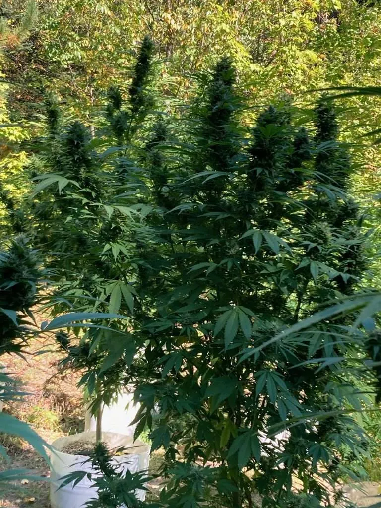 Granddaddy Purple Plant