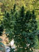 Granddaddy Purple Plant