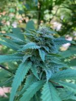 Granddaddy Purple