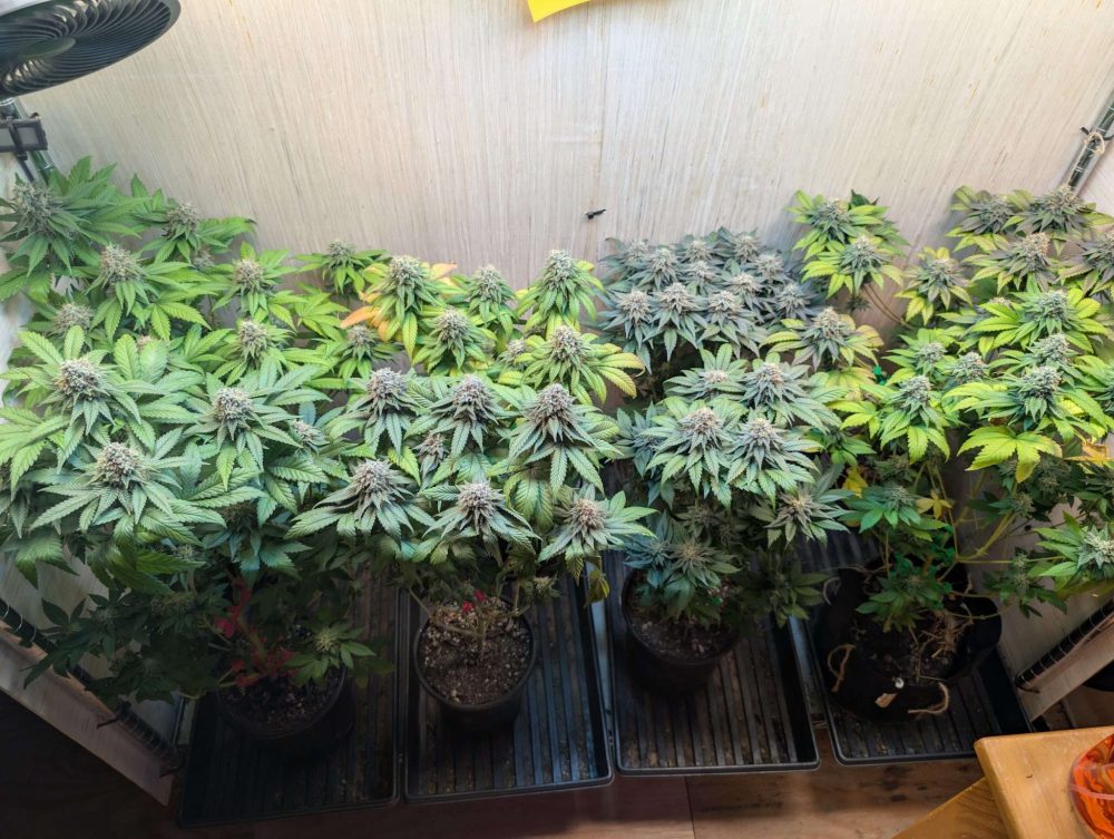 Free AutoFlower Seeds
