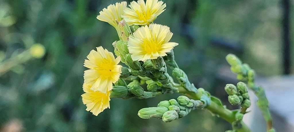 Prickly Wild Lettuce Flowers