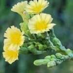 Prickly Wild Lettuce Flowers