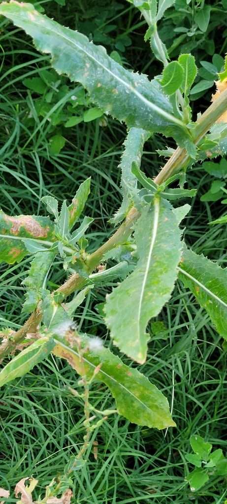 Lactuca Serriola