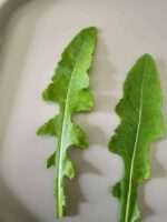 Prickly Wild Lettuce Seeds (Lactuca Serriola) - Image 3