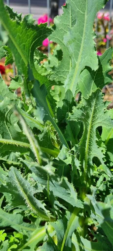 Prickly Wild Lettuce Leaves