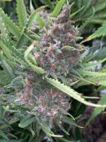 Purple Lemonade