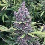 Purple Lemonade