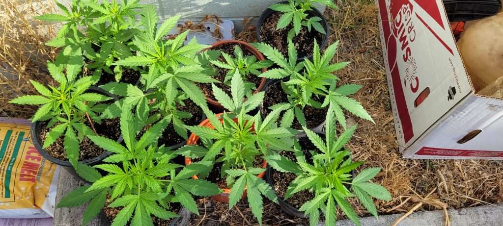 sexing cannabis seeds