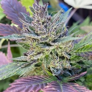 Slurri Planet Auto-Flower