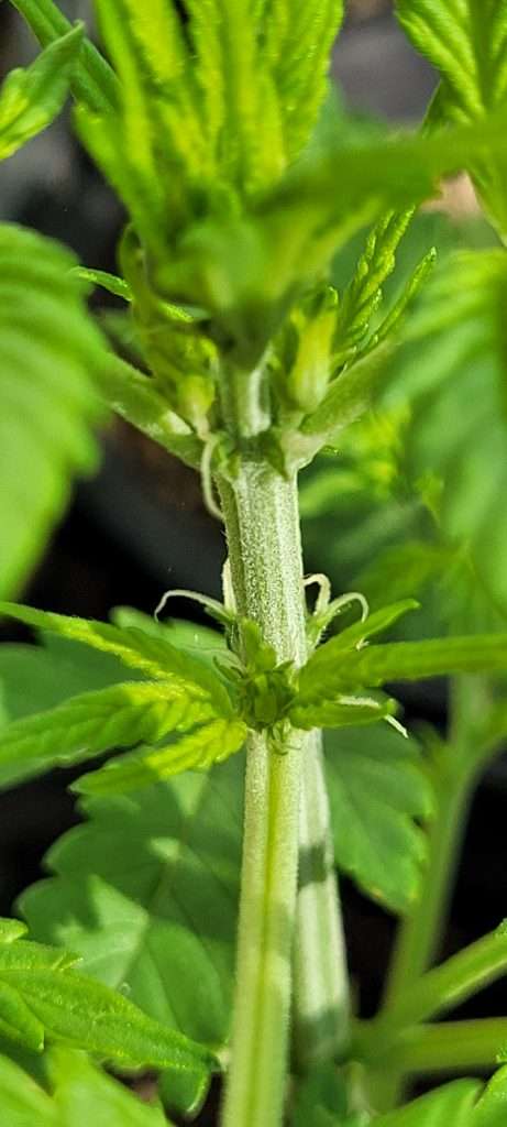 sexing cannabis seeds
