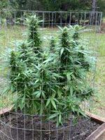 Granddaddy Purple