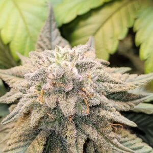 wicked white widow