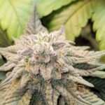 wicked white widow