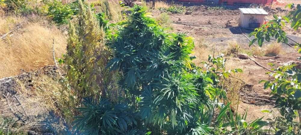 D'Qar Cannabis Plant