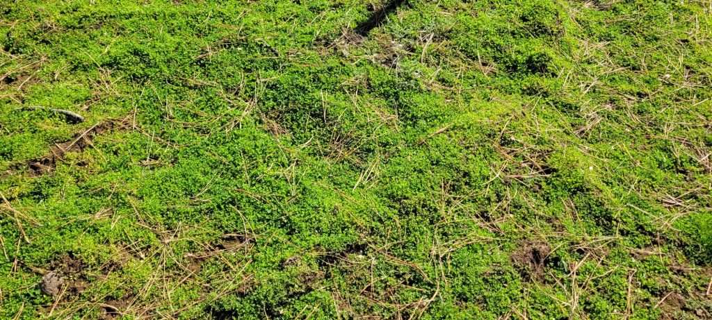 alfalfa adding even more Food Plots