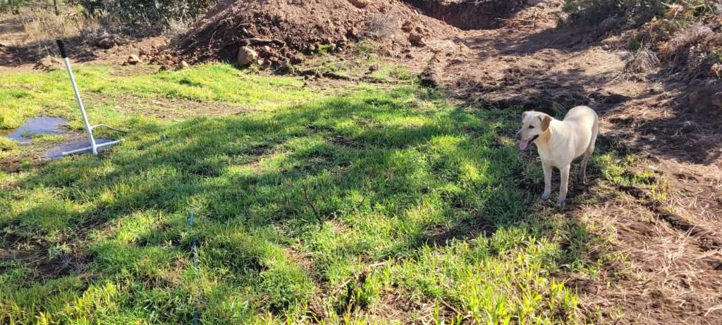 Bird Seed adding even more Food Plots
