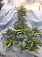 AutoFlower Cannabis