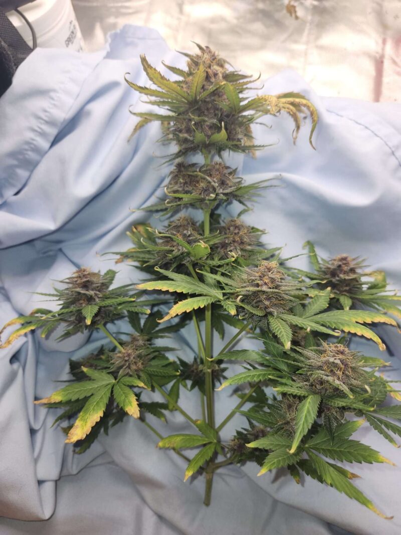 AutoFlower Cannabis
