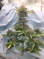 AutoFlower Cannabis