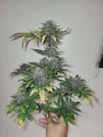 sour 60