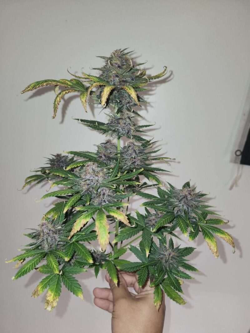 sour 60