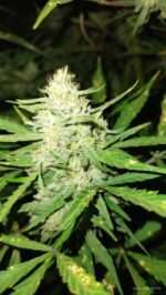 Free Cannabis Seed Order