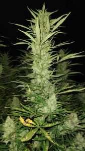 Sour 60 Auto
