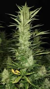 Sour 60 Auto