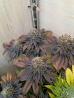 Beautiful Wicked White Widow