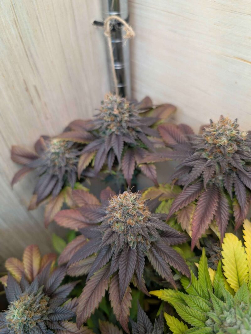 Beautiful Wicked White Widow