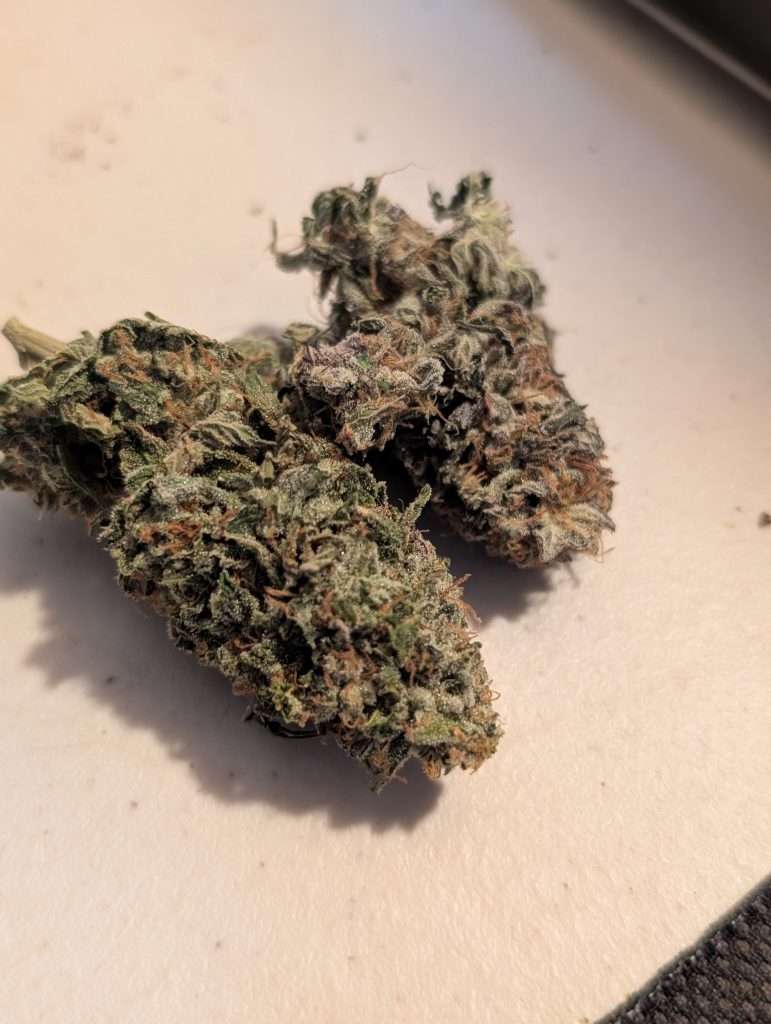 Wicked White Widow Buds