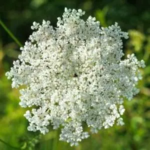 Queen Ann Lace Flower