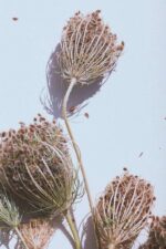 Queen Ann Lace Seed Head