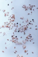 Queen Ann Lace Seeds