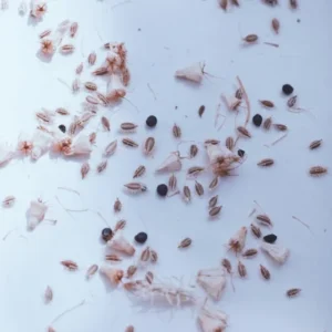 Queen Ann Lace Seeds